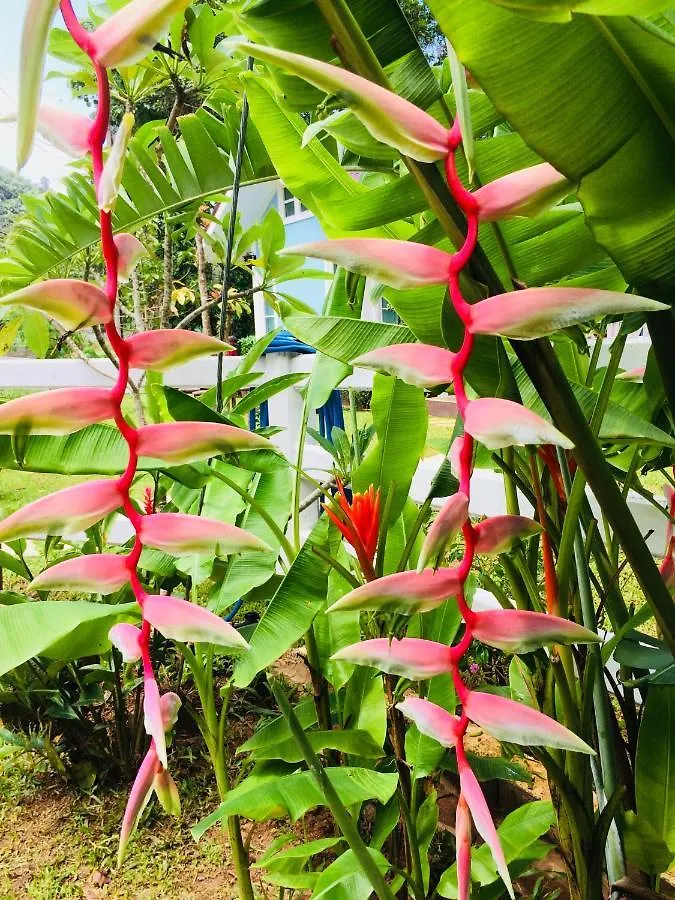 ****  Snapper House Hotel Khao Lak Thailand